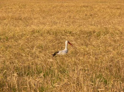 Stork Stock Photos