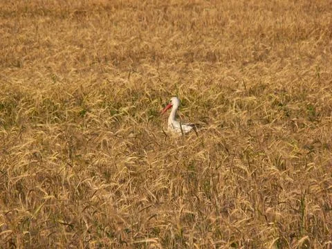Stork Stock Photos
