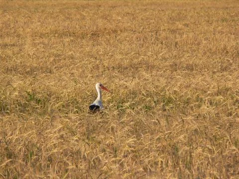 Stork Stock Photos