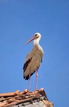 Stork Stock Photos