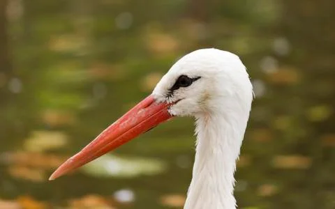 Stork Stock Photos