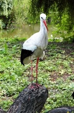 Stork Stock Photos