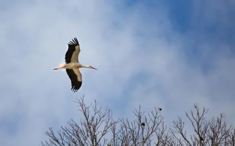 Stork Stock Photos