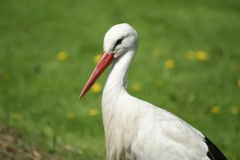 Stork Stock Photos
