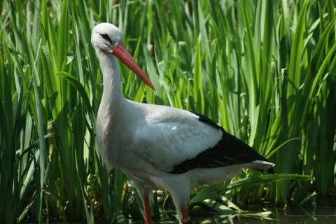 Stork Stock Photos