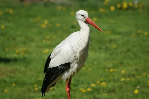 Stork Stock Photos