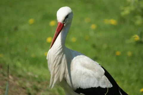 Stork Stock Photos