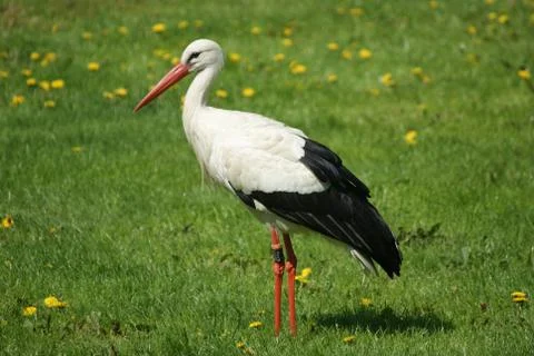 Stork Stock Photos