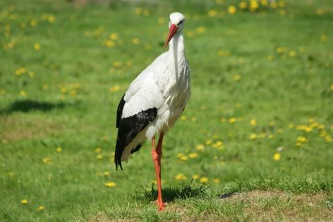 Stork Stock Photos