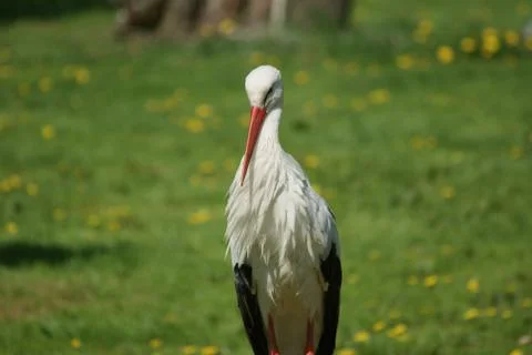 Stork Stock Photos