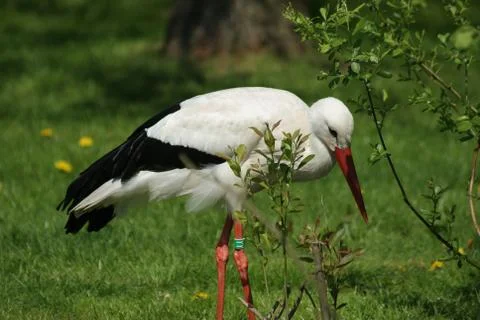 Stork Stock Photos