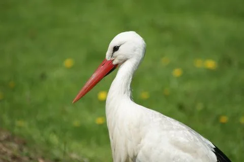 Stork Stock Photos