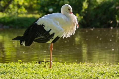 Stork Stock Photos