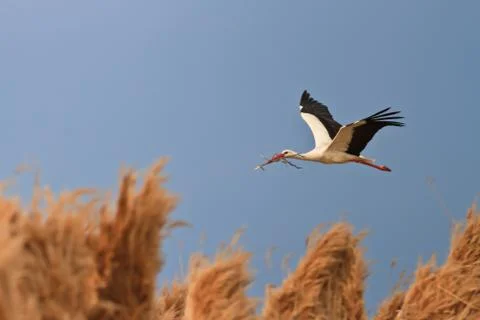 Stork Stock Photos
