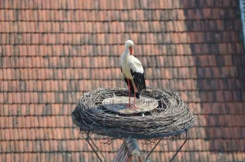 Stork Stock Photos