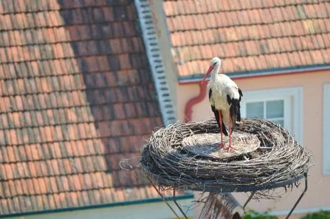 Stork Stock Photos
