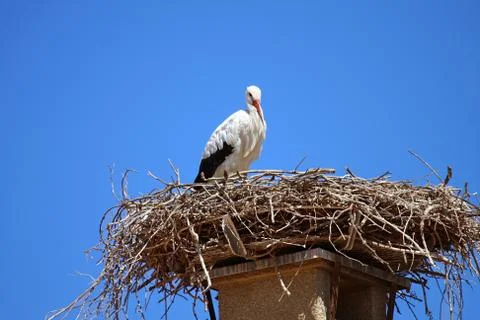 Stork Stock Photos