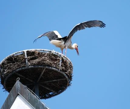 Stork Stock Photos