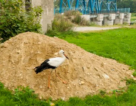 Stork Foto stock