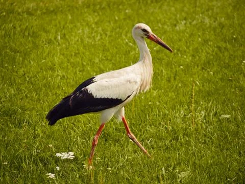 Stork Stock Photos