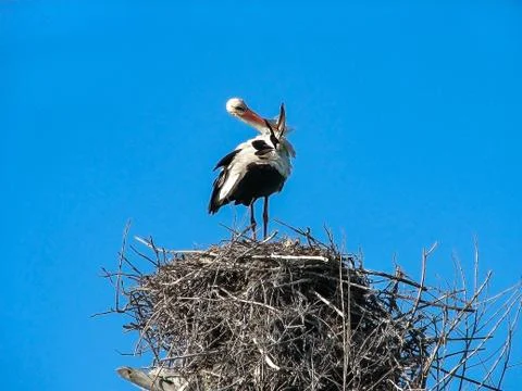 Stork Foto stock