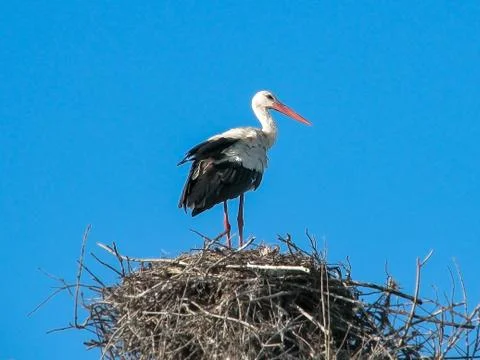 Stork Foto stock