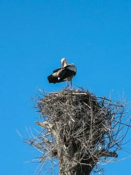 Stork Foto stock