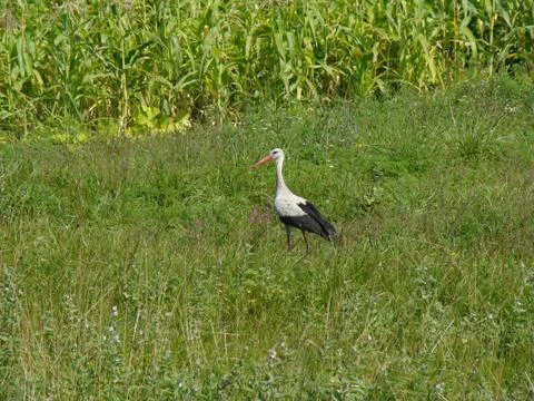 Stork Stock Photos