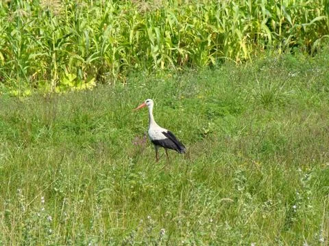 Stork Stock Photos