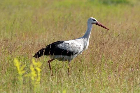 Stork Stock Photos