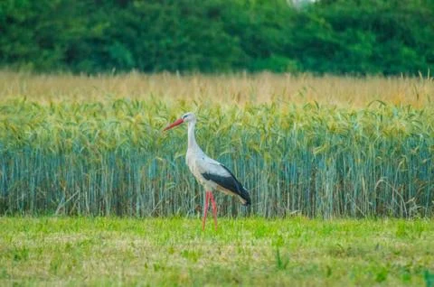 Stork Stock Photos