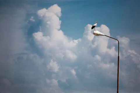Stork Stock Photos