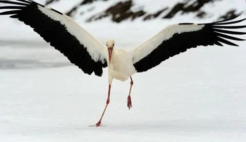 Stork Stock Photos