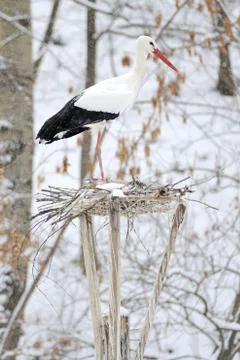 Stork Stock Photos