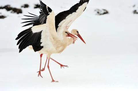 Stork Stock Photos