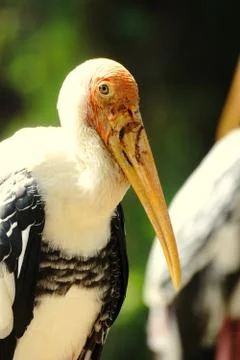 Stork Stock Photos