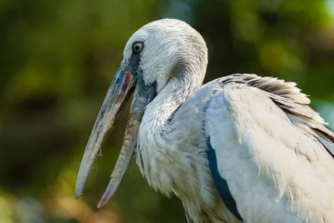 Stork Foto stock