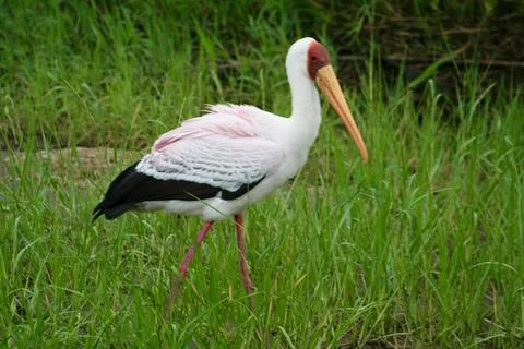 Stork Stock Photos