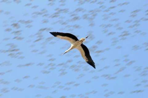Stork Stock Photos