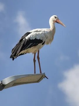 Stork Foto stock