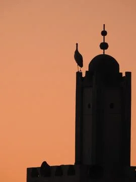 Stork Stock Photos