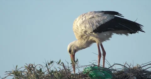Stork plastic in nest Stock Footage 280688943