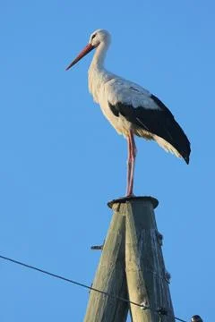 Stork on pole Stock Photos