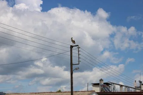 Stork on Pole 写真素材