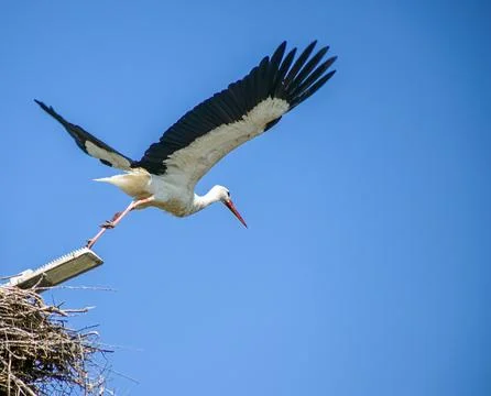 A stork on a pole taking flight Stock Photos