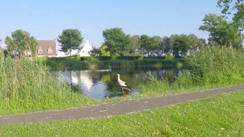 Stork by the pond. Stock Footage 113392508