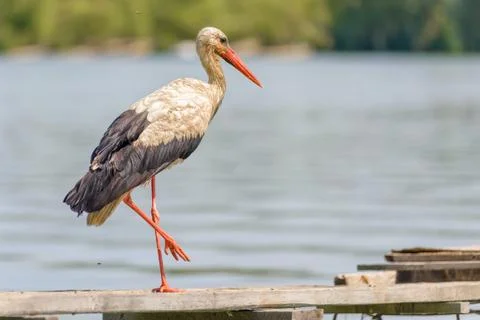 Stork on the Pontoon Stockfoto's