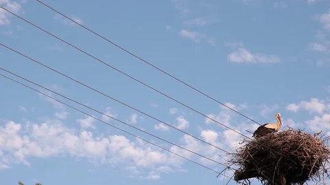 Stork Portrait In The Nest Stock Footage 76877765
