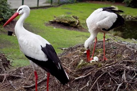 Stork portrait Stock Photos