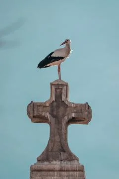 A stork posing over a stone cross, clear day Stock Photos